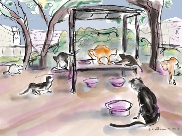 Cats at a Feeding Station, Hebrew University