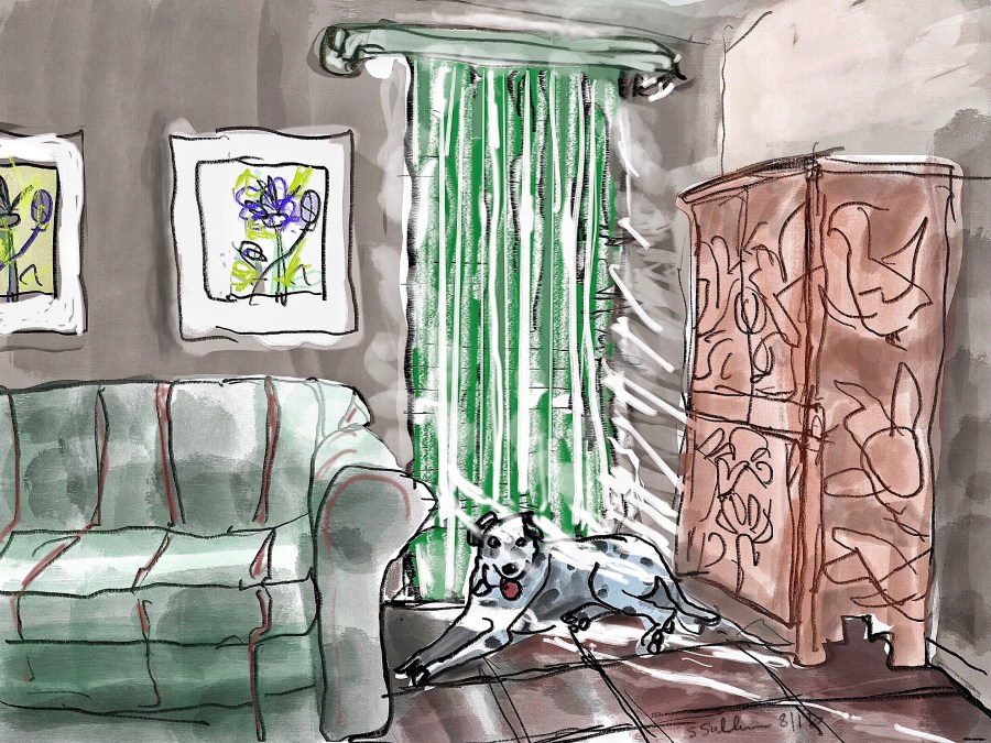 Dog Seeks Sunlight in House Darkened Against Heat