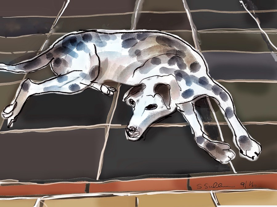 Luke Waits for His Walk