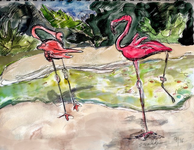 Two Pink Flamingos Interact at the San Diego Zoo