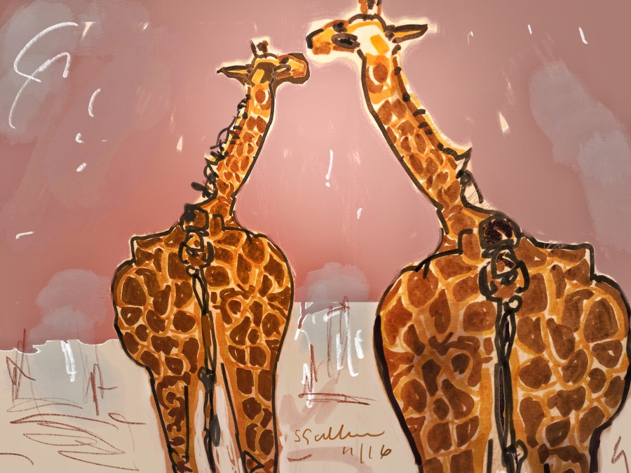 Two Giraffes at the Zoo