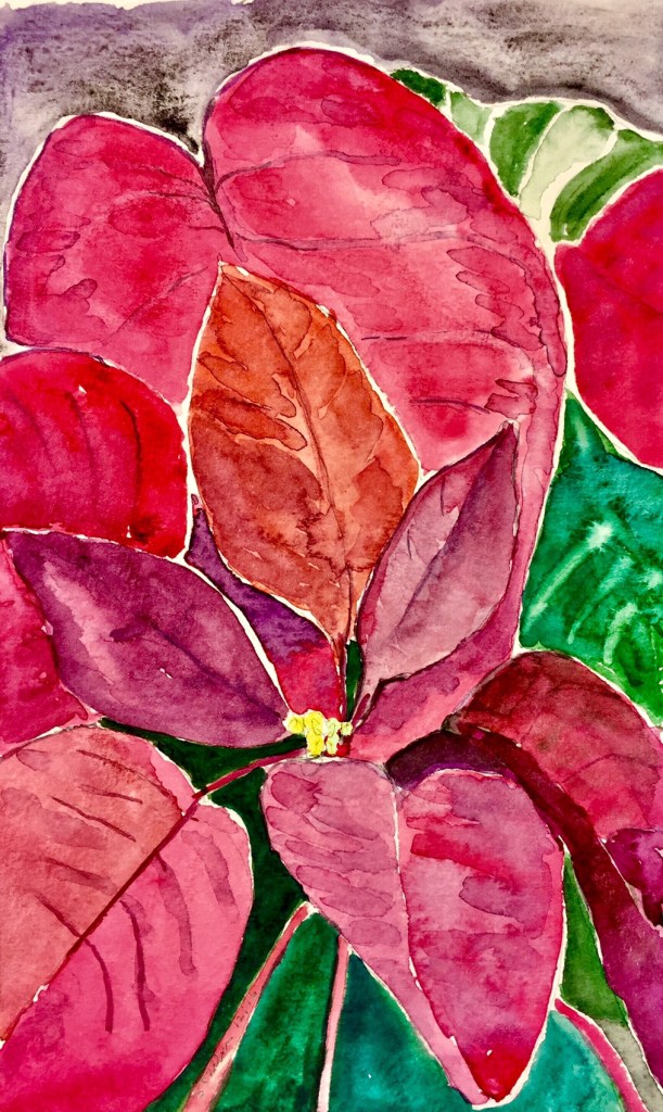 Study of a Poinsettia