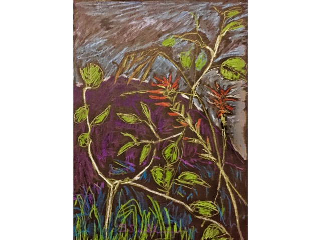 Sketch of Indian Paintbrush  by Sarah Sullivan