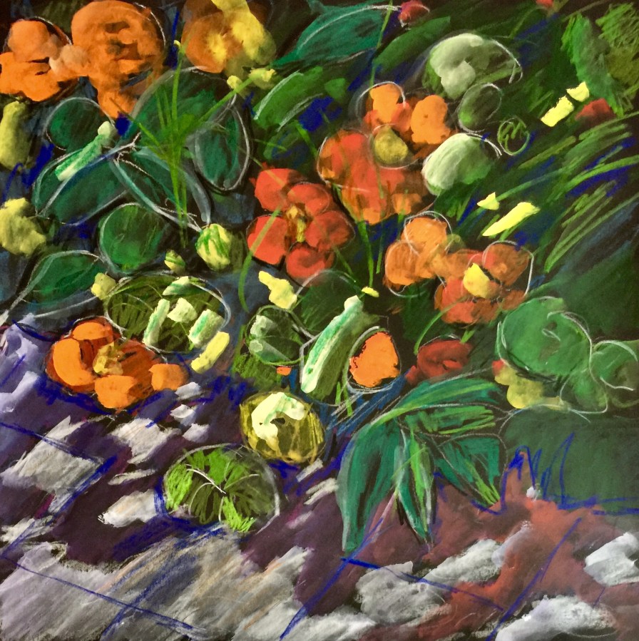 Sketch by Sarah Sullivan of my Nasturtiums and Jasmine