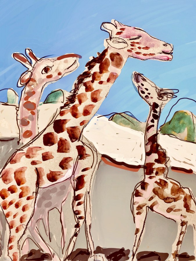 Sketch of three giraffes by Sarah Sullivan
